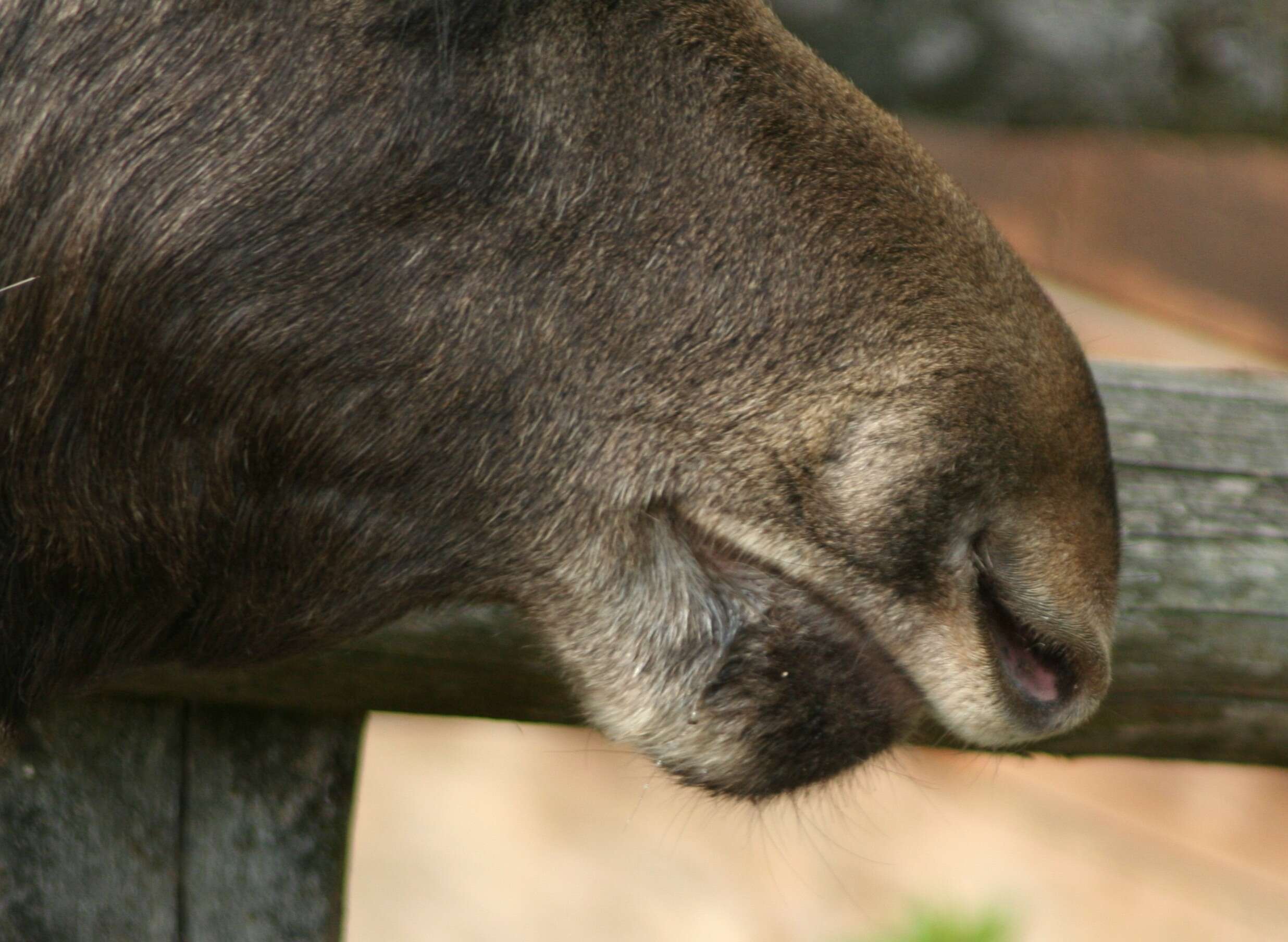 Image of North American Elk