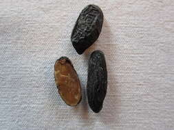 Image of tonka bean