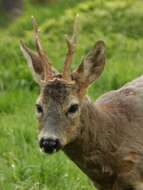 Image of Roe Deer