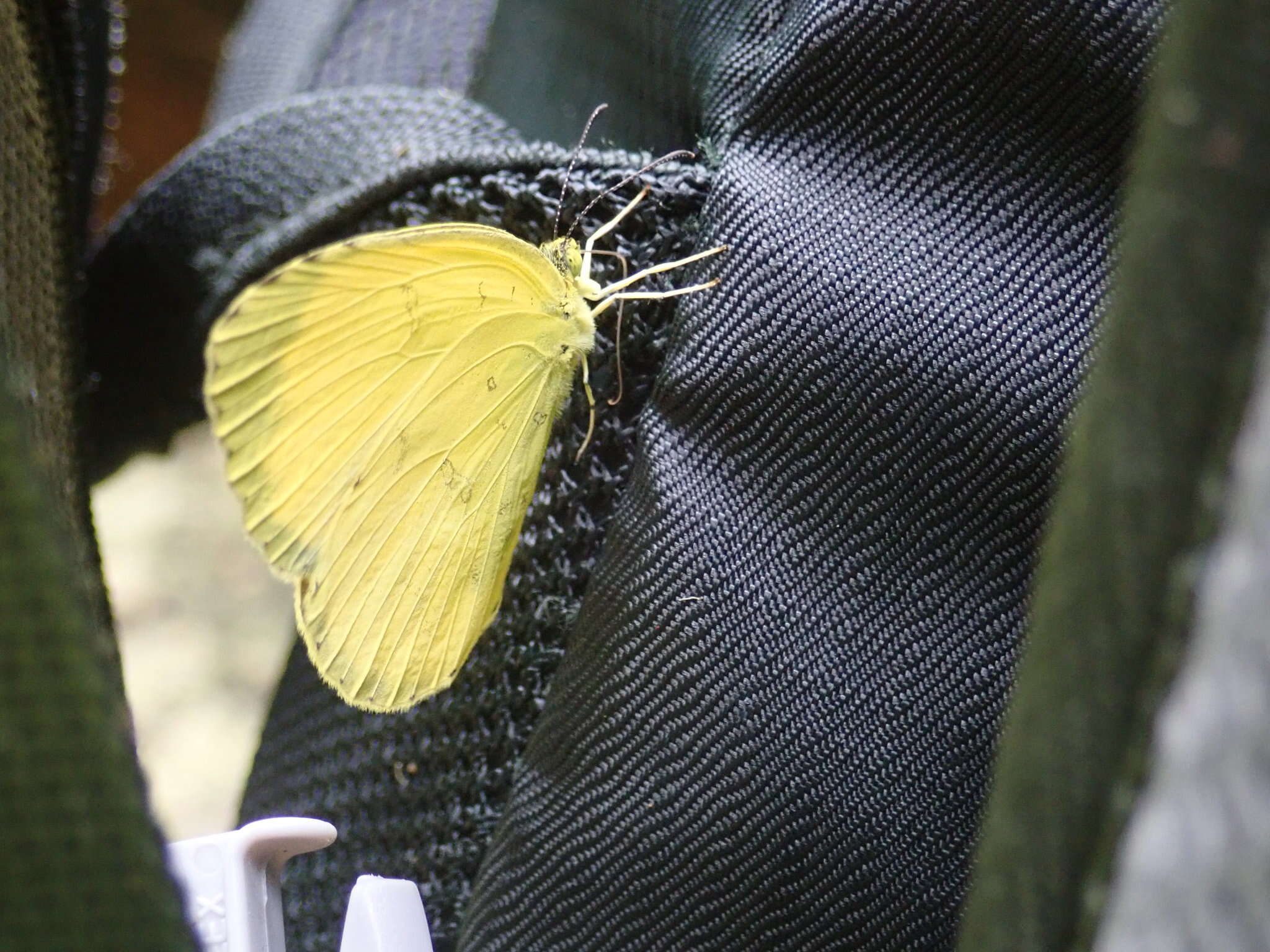 Image of <i>Eurema blanda arsakia</i>