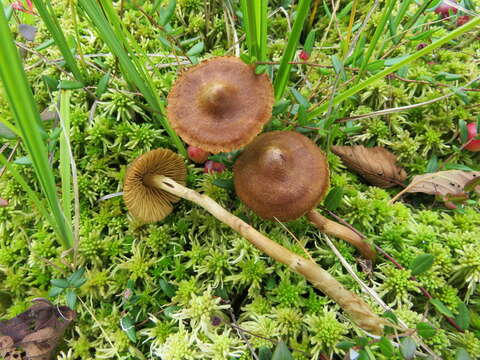 Image of Cortinarius tubarius Ammirati & A. H. Sm. 1972