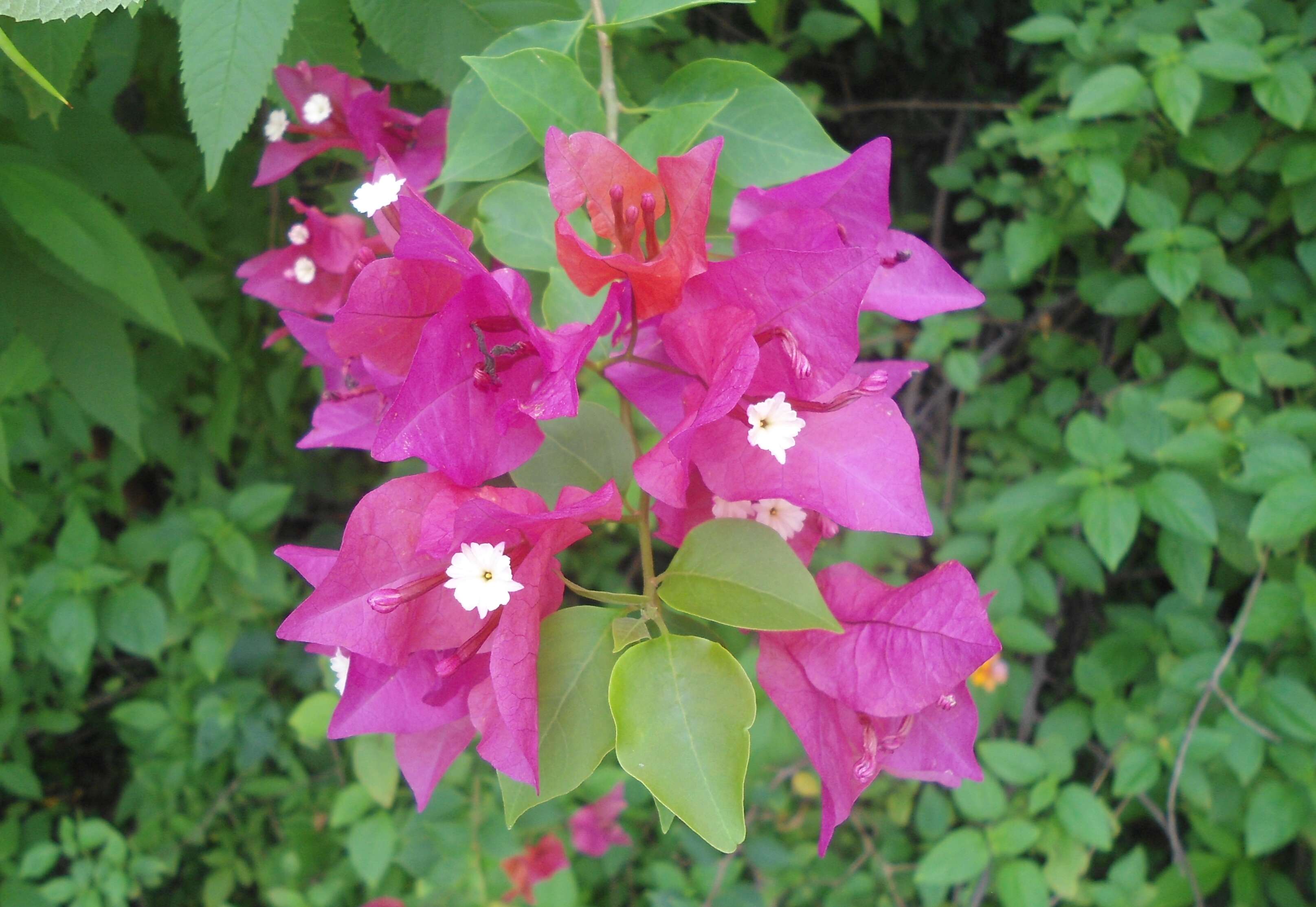 Plancia ëd Bougainvillea glabra Choisy