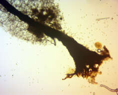 Image of Stemonitopsis amoena