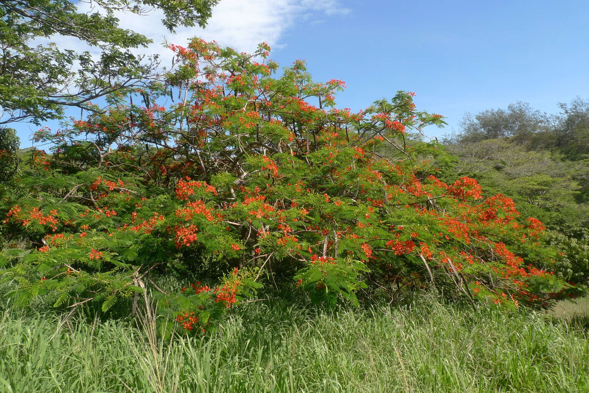 Image of Delonix regia (Bojer ex Hook.) Raf.