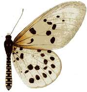 Image of Acraea hova Boisduval 1833