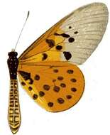 Image of Acraea hova Boisduval 1833