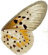 Image of Acraea hova Boisduval 1833