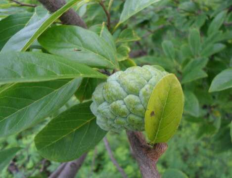 Image of sugar apple