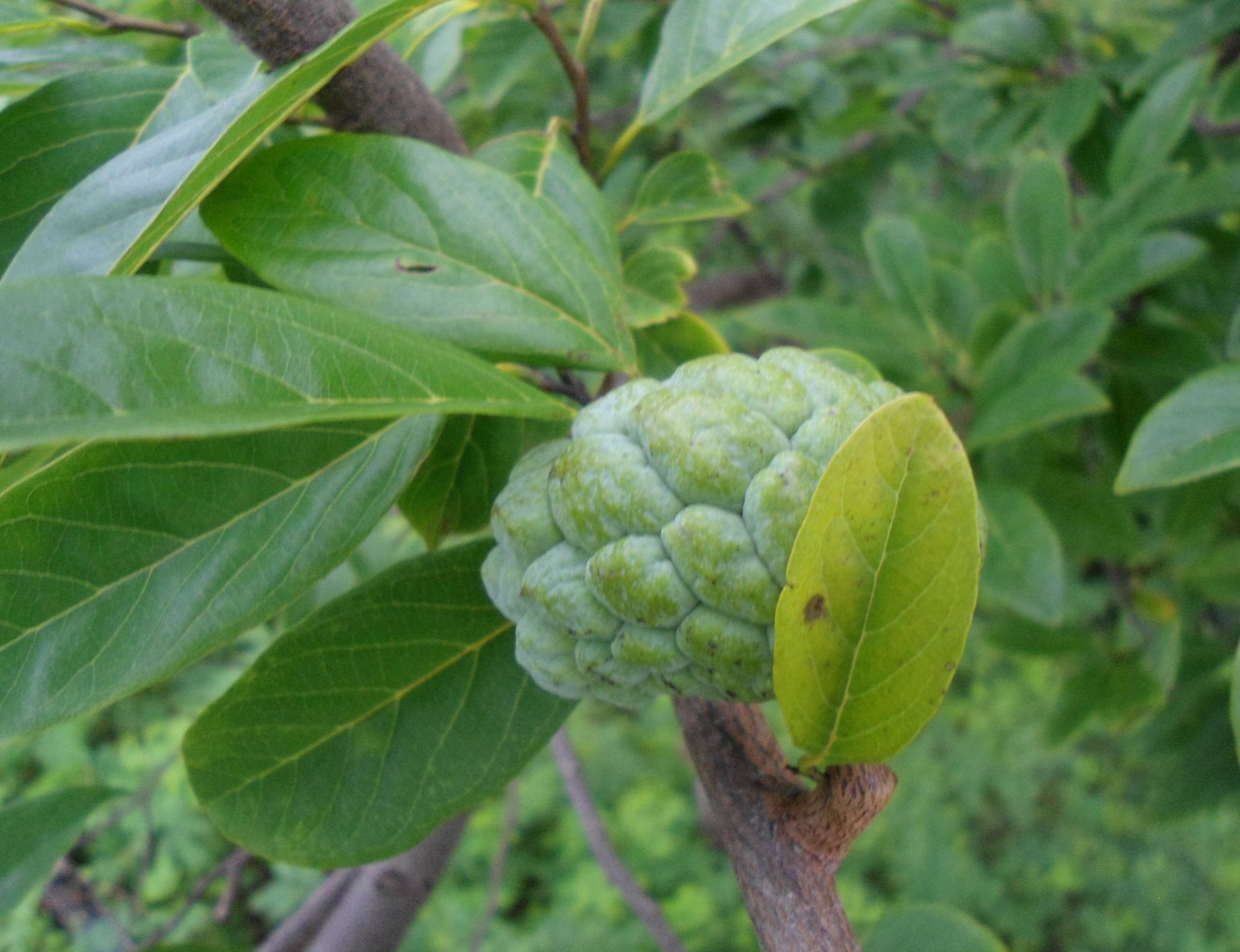 Imagem de Annona squamosa L.