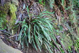 Plancia ëd Austroblechnum patersonii (R. Br.) Gasper & V. A. O. Dittrich