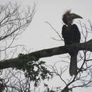 Image of Yellow-casqued Hornbill