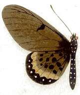 Image of Acraea camaena Drury 1773