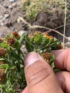 Image of pygmy goldenweed