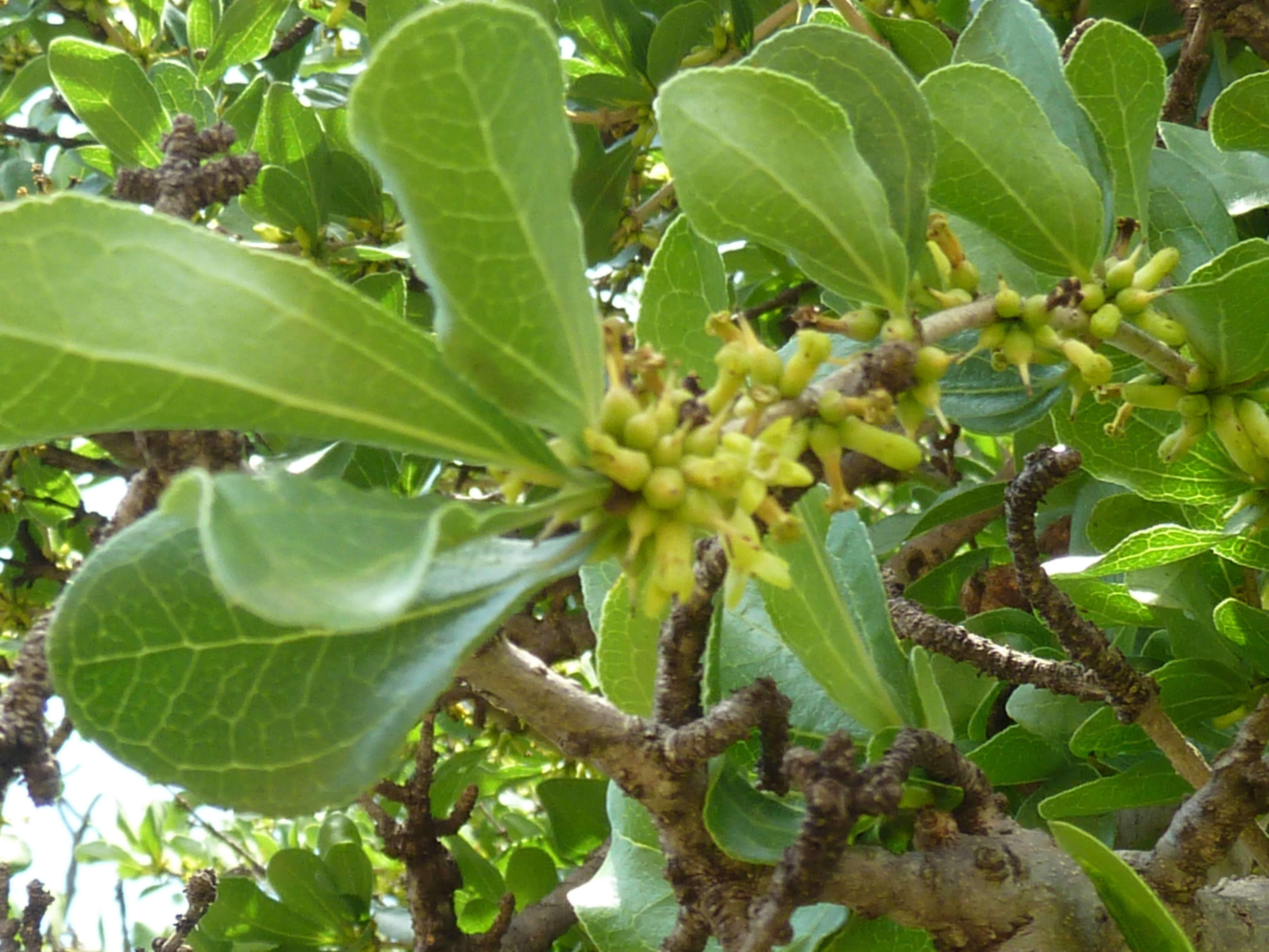 Plancia ëd Strychnos madagascariensis Poir.