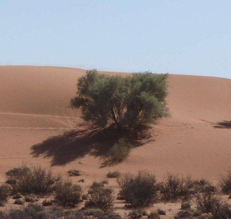 Vachellia haematoxylon (Willd.) Seigler & Ebinger的圖片