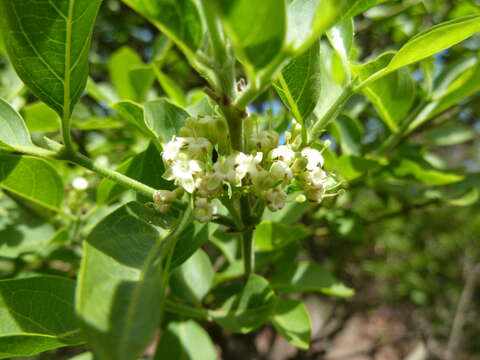 Image of Green-twigs quar