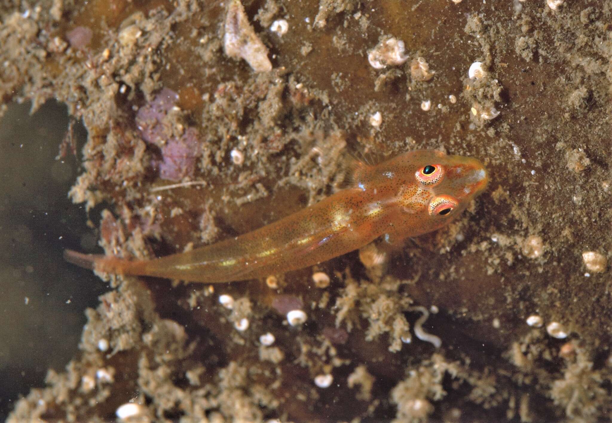 Image of Cling goby