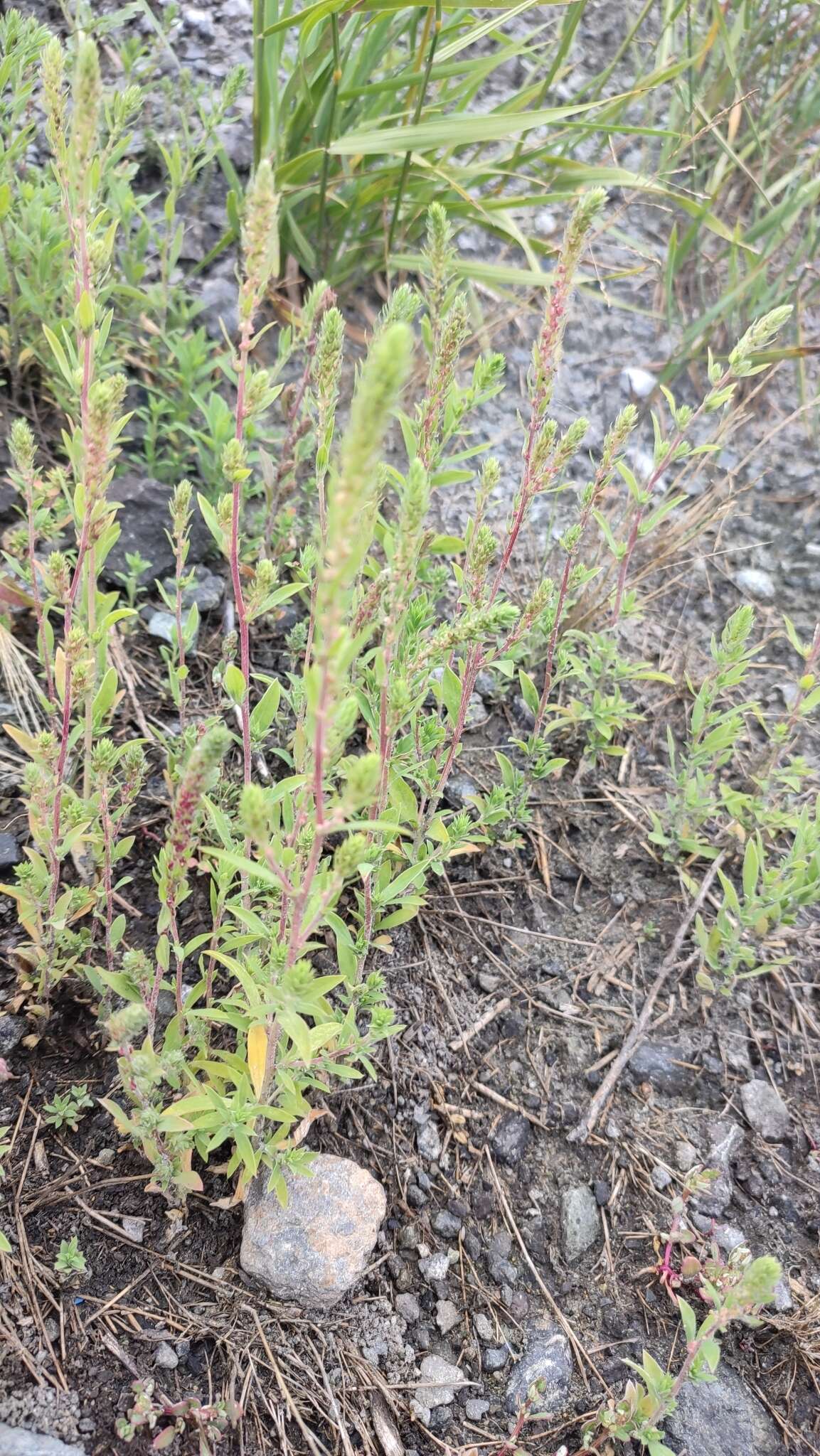 Image of Bassia scoparia subsp. densiflora (Turcz. ex Aellen) S. Cirujano & M. Velayos