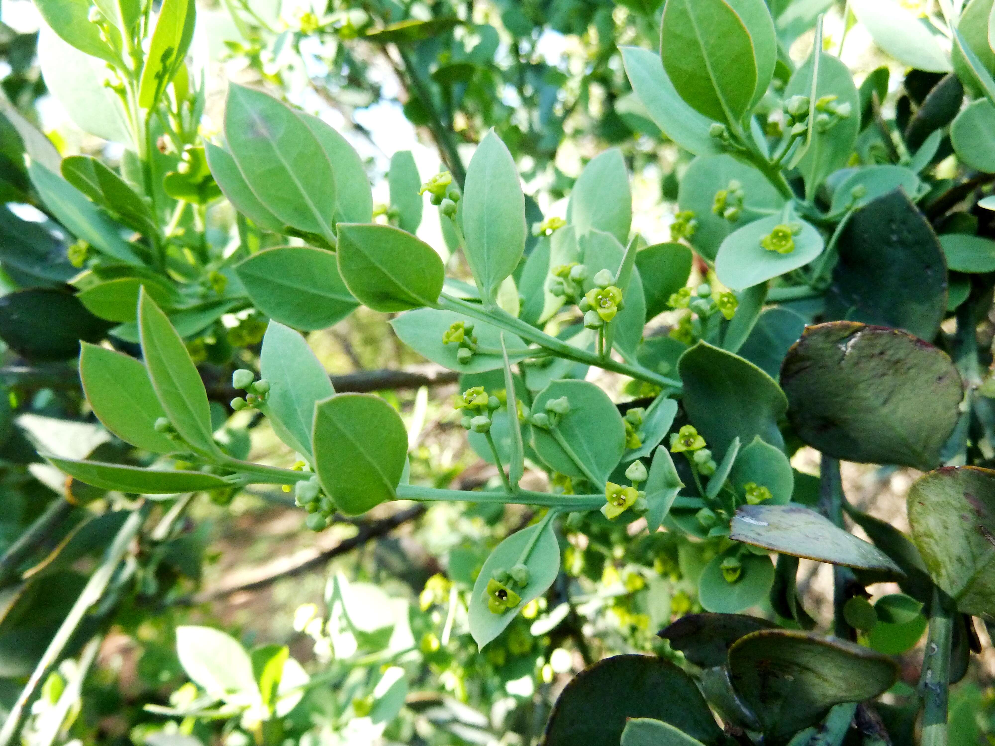 Image of Bark bush