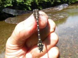 Image of Zebra Clubtail