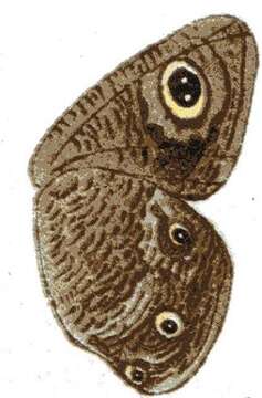 Image of Ypthima asterope Klug 1832