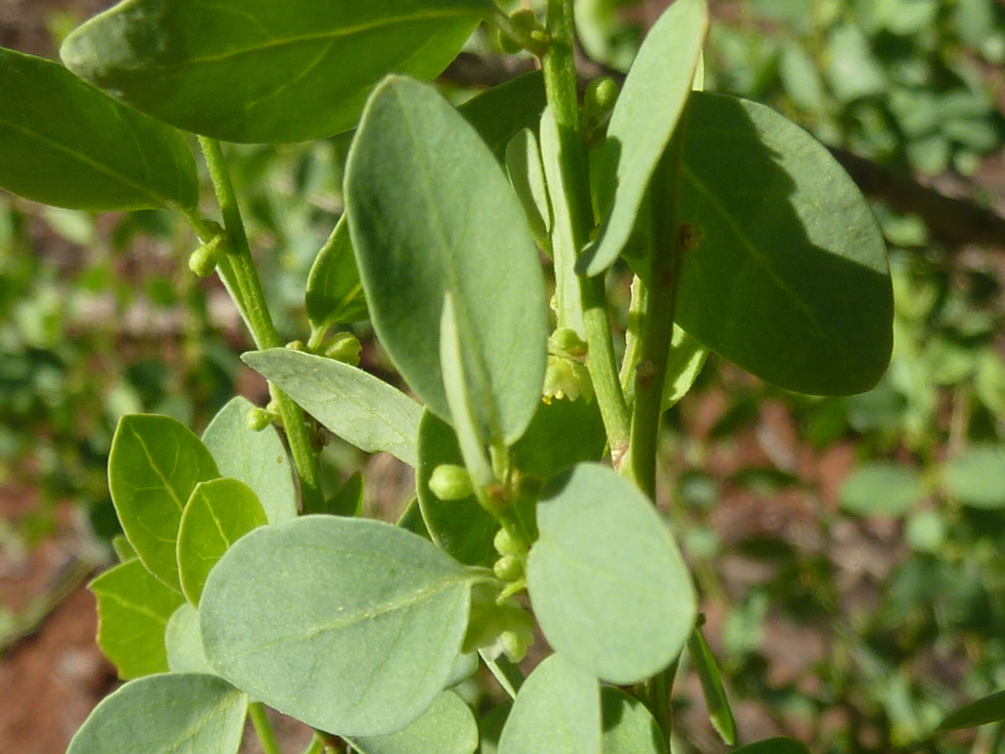 Image of Clutia pulchella L.