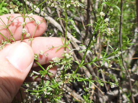 Image of Wright's bedstraw