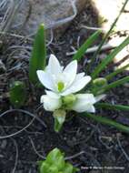 Imagem de Ornithogalum paludosum Baker