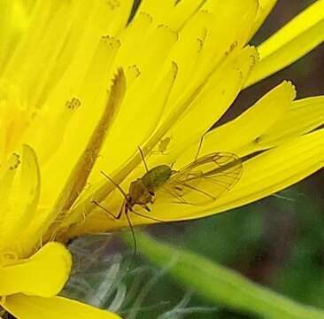 Image of pea aphid