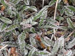 Image of Leptinella pectinata subsp. villosa (D. Lloyd) D. G. Lloyd & C. J. Webb