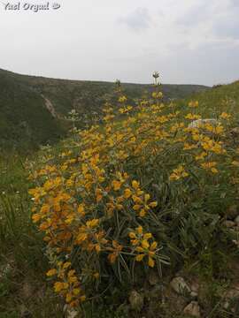 Image of Phlomis brachyodon (Boiss.) Zohary ex Rech. fil.