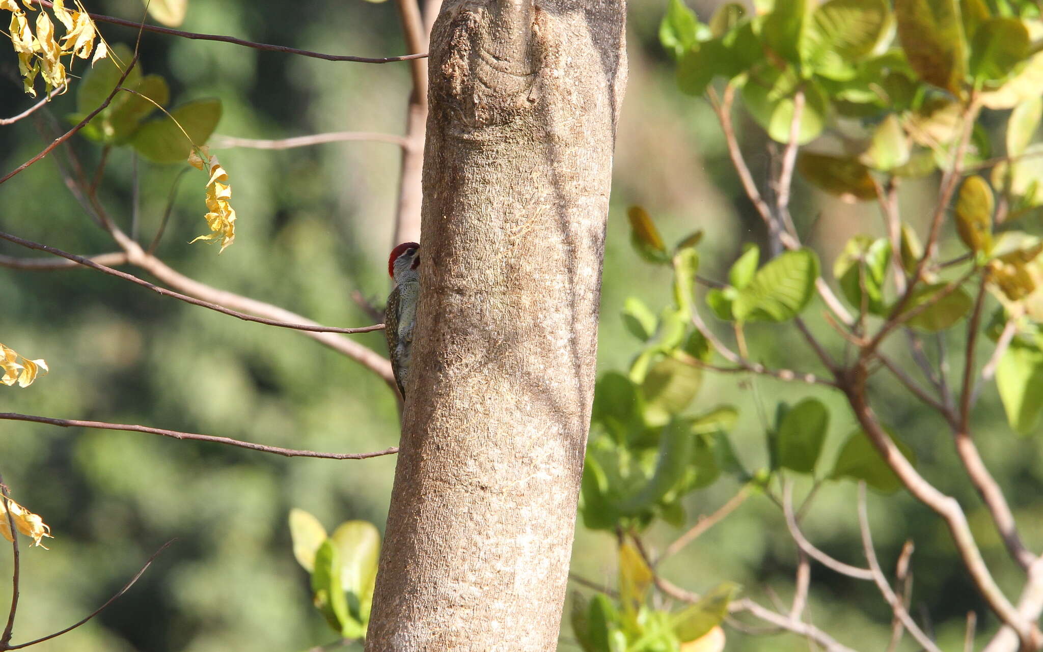 Image of Fine-spotted Woodpecker