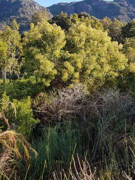 Image of Forest elder