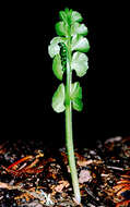 Image of common moonwort