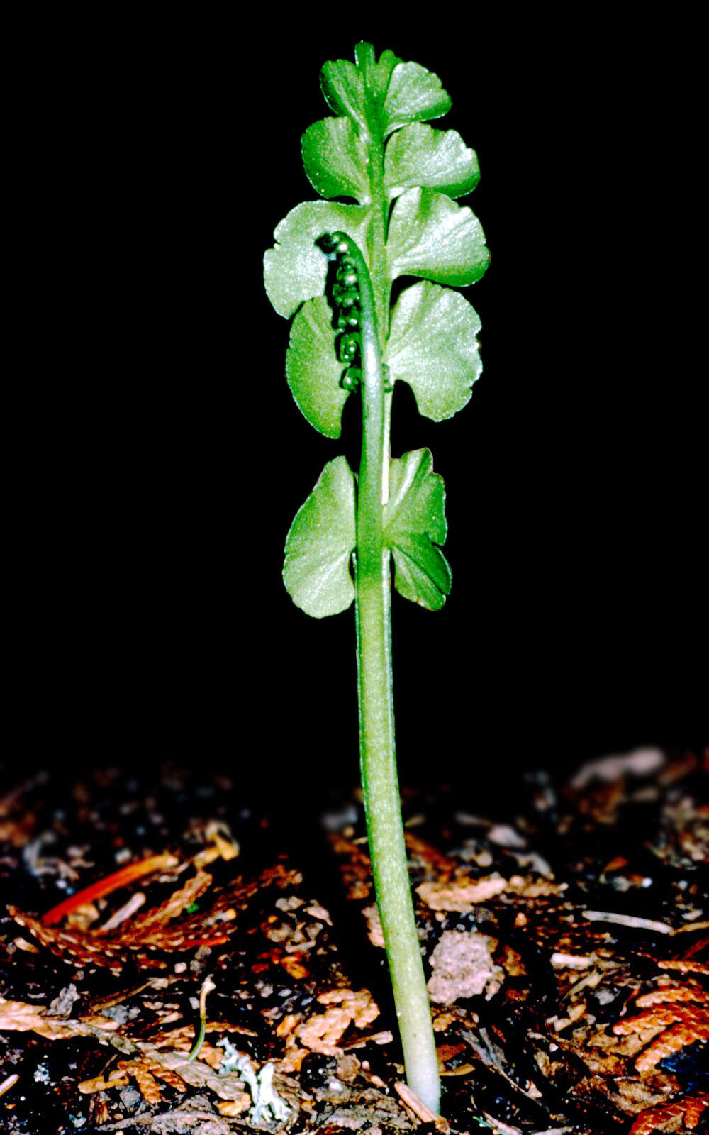 Image of common moonwort