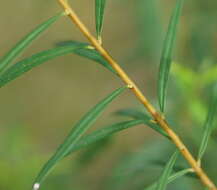 Image of Pimelea axiflora subsp. axiflora