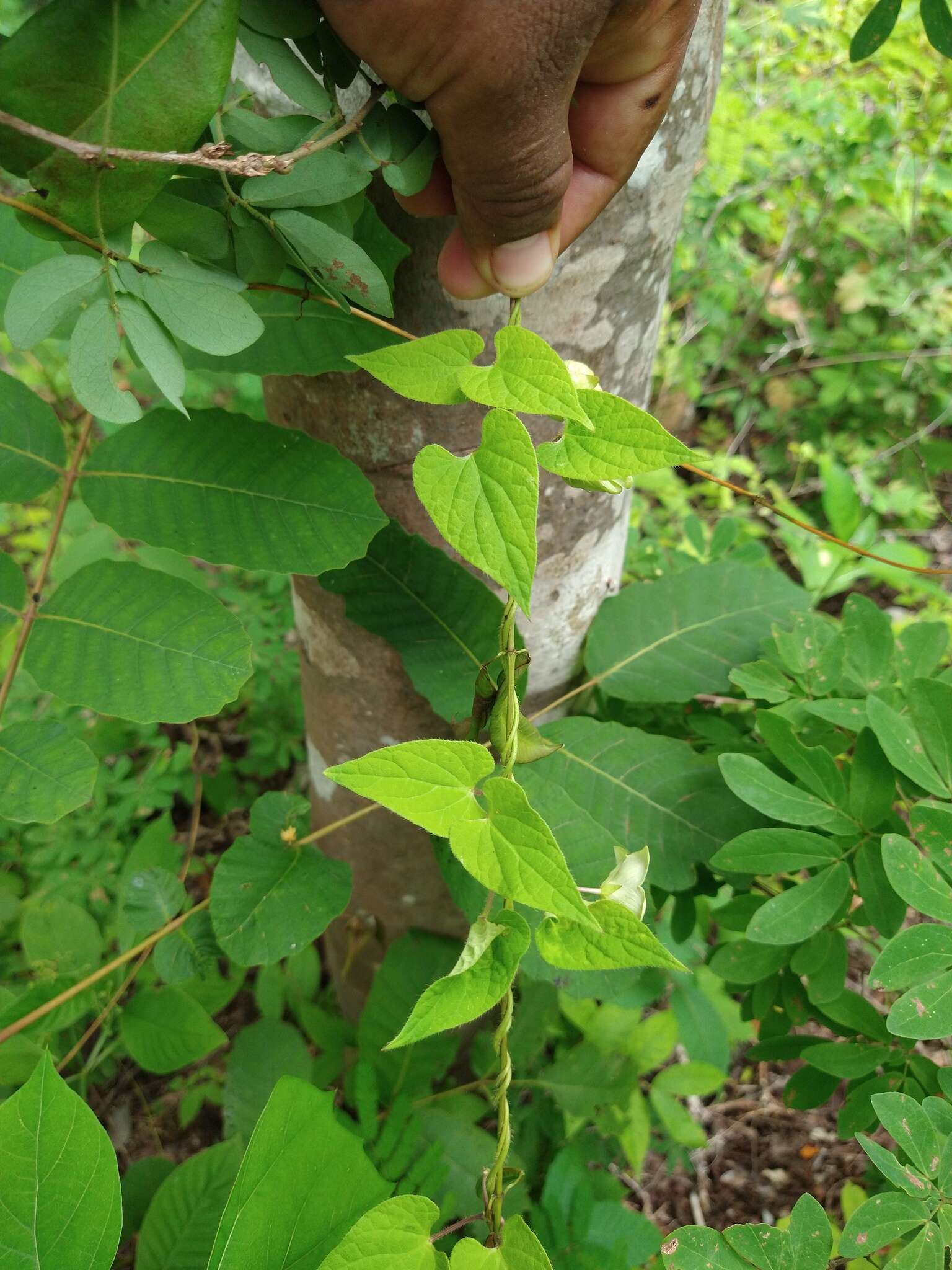 Sivun Dictyanthus asper (Mill.) W. D. Stevens kuva