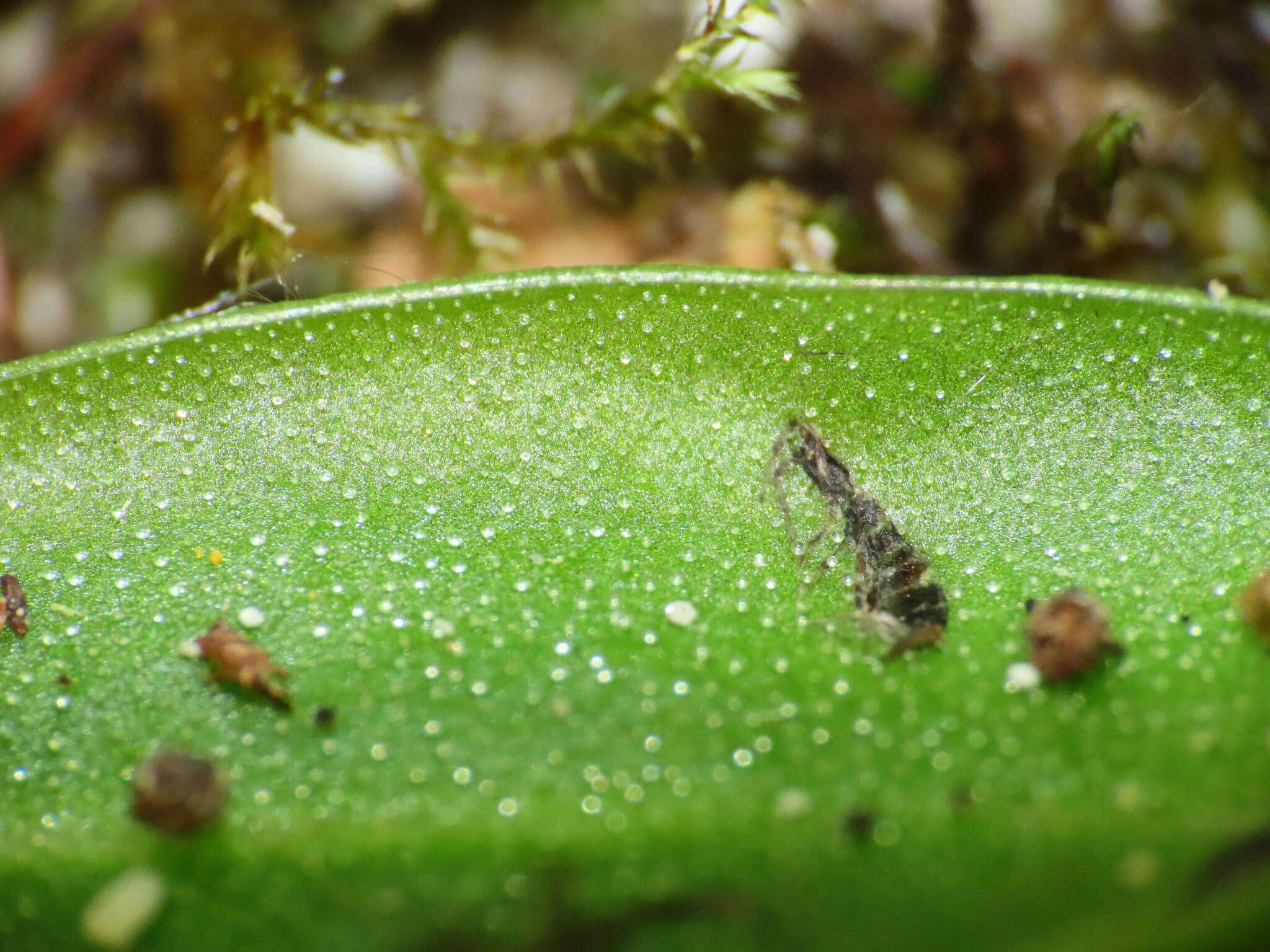 Image of Pinguicula vallis-regiae F. Conti & Peruzzi