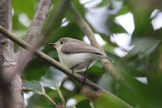 Слика од Gerygone inornata Wallace 1864