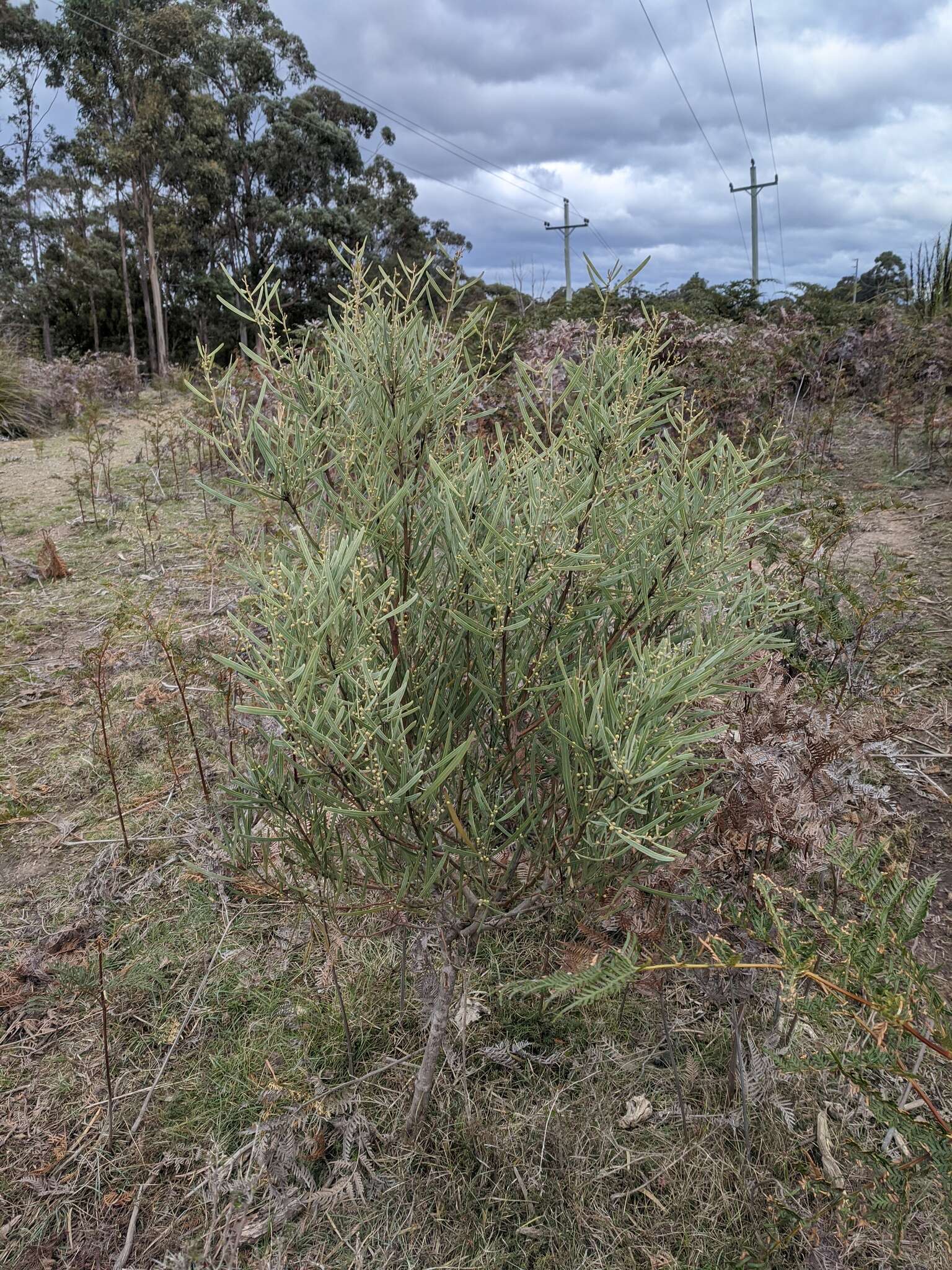 Acacia stricta (Andrews) Willd.的圖片