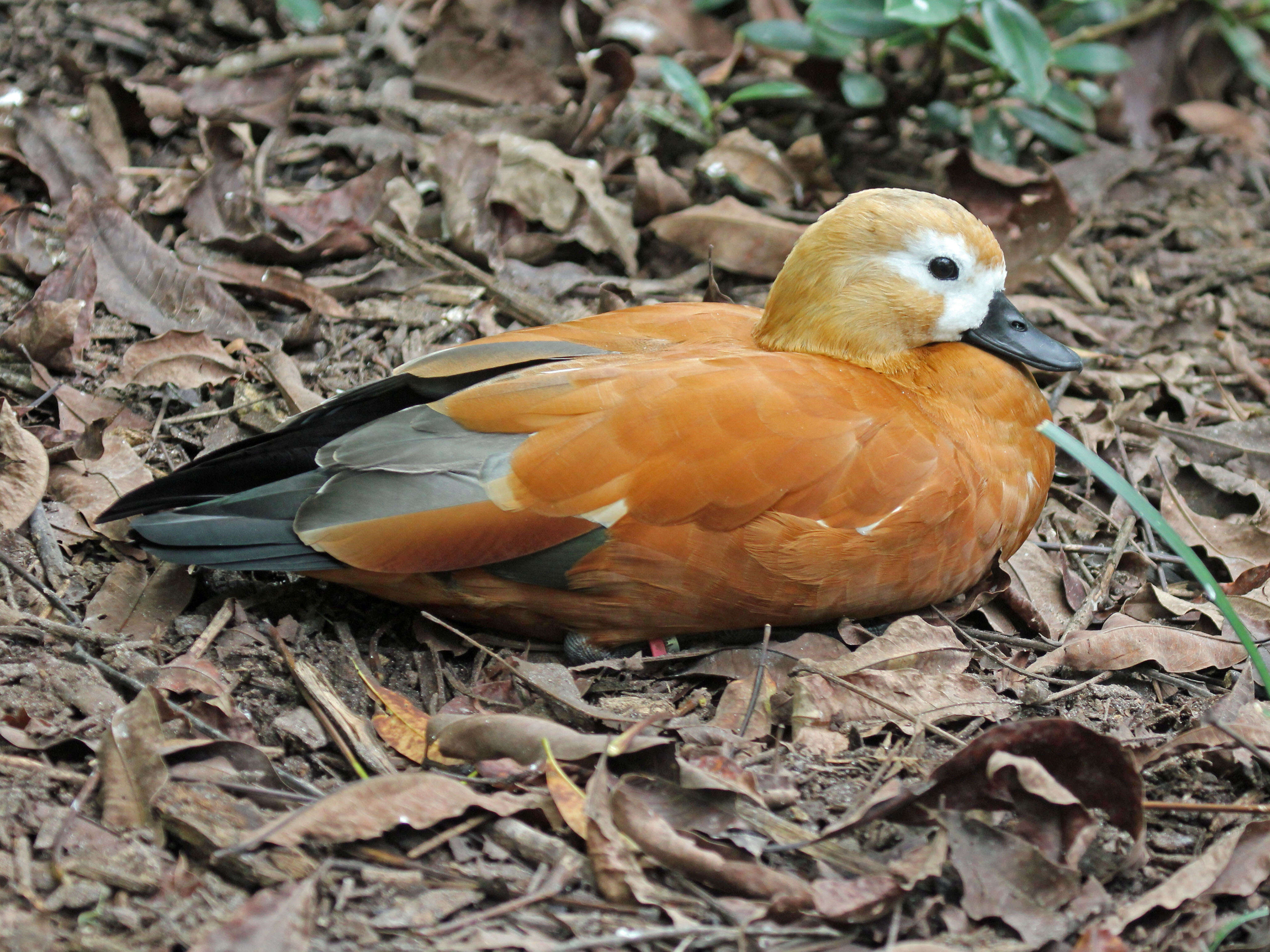 Image of Ruddy Shelduck