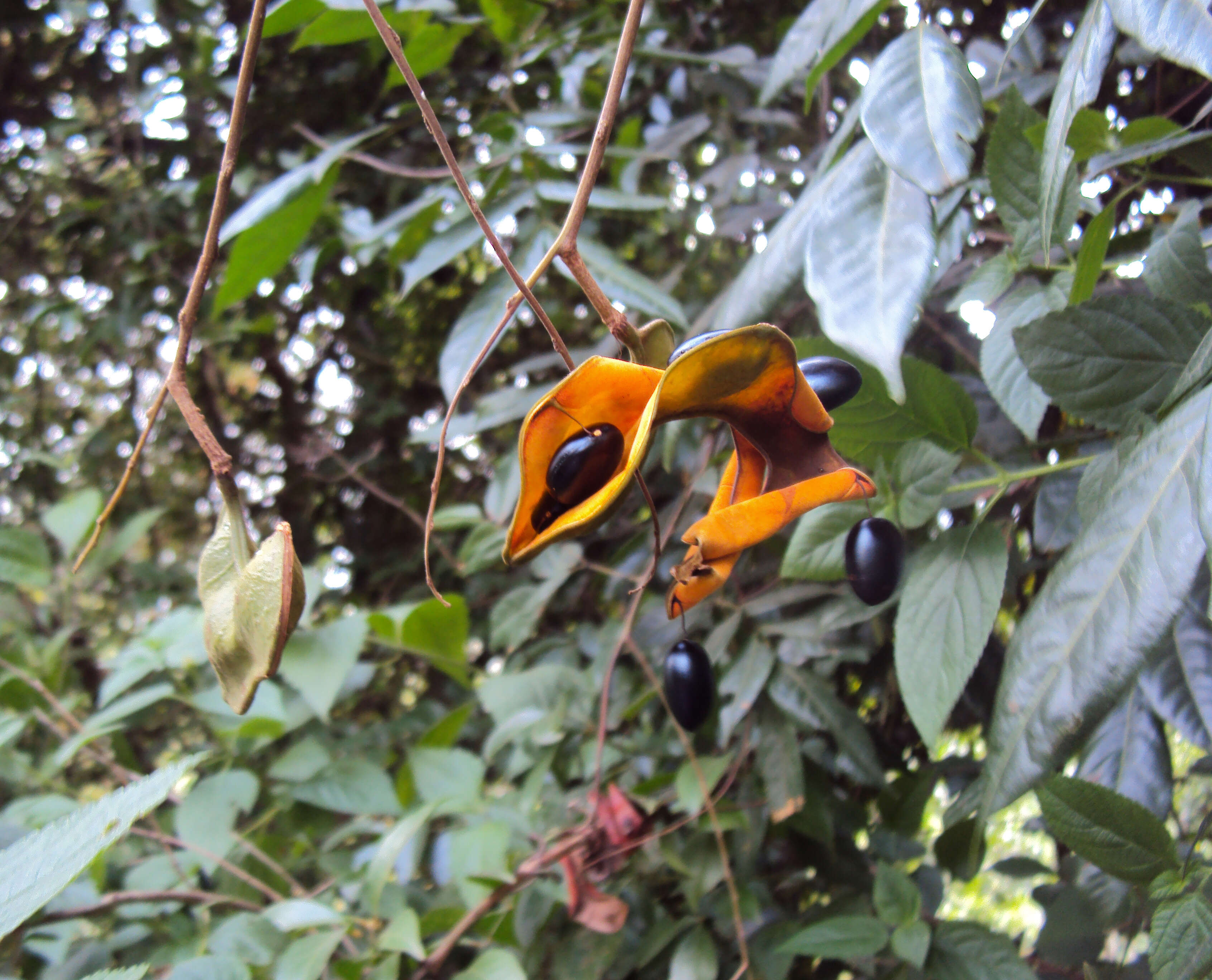 Image of Archidendron bigeminum (L.) I. C. Nielsen