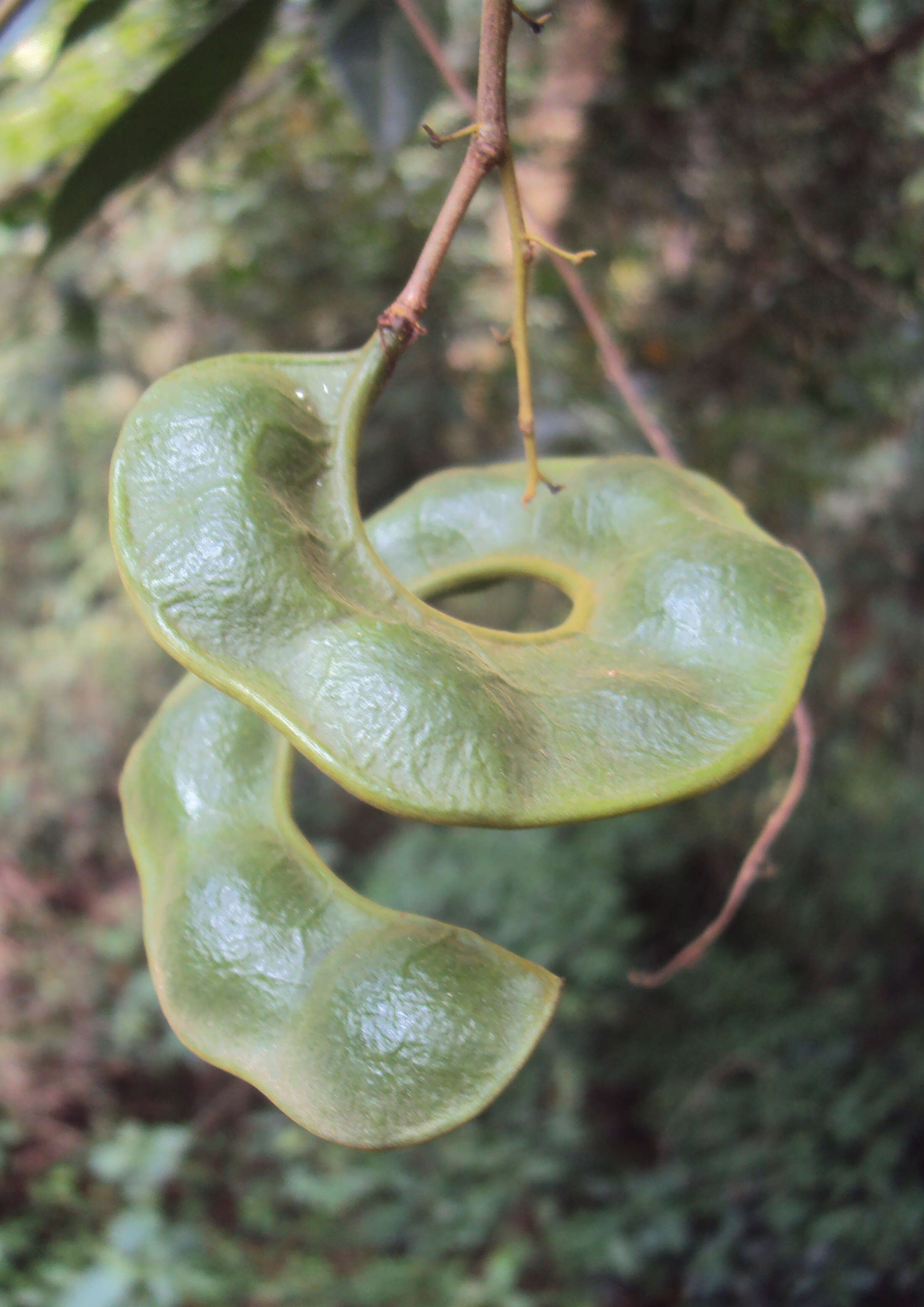 Image of Archidendron bigeminum (L.) I. C. Nielsen