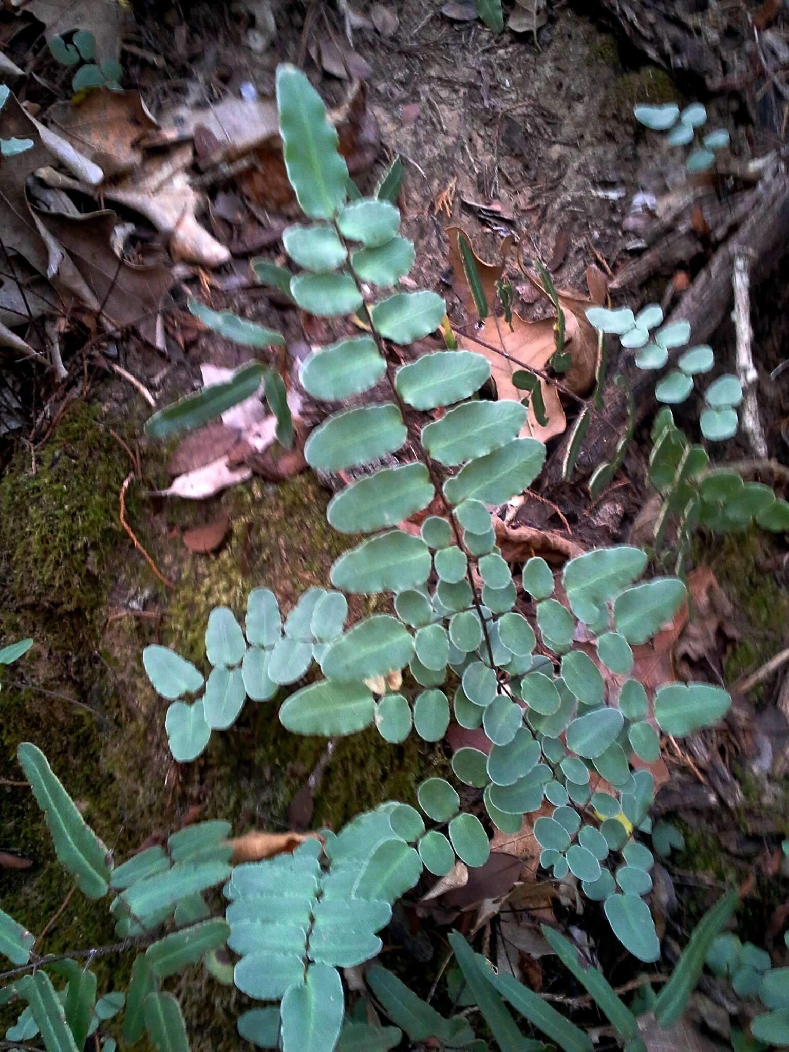 Imagem de Pellaea atropurpurea (L.) Link