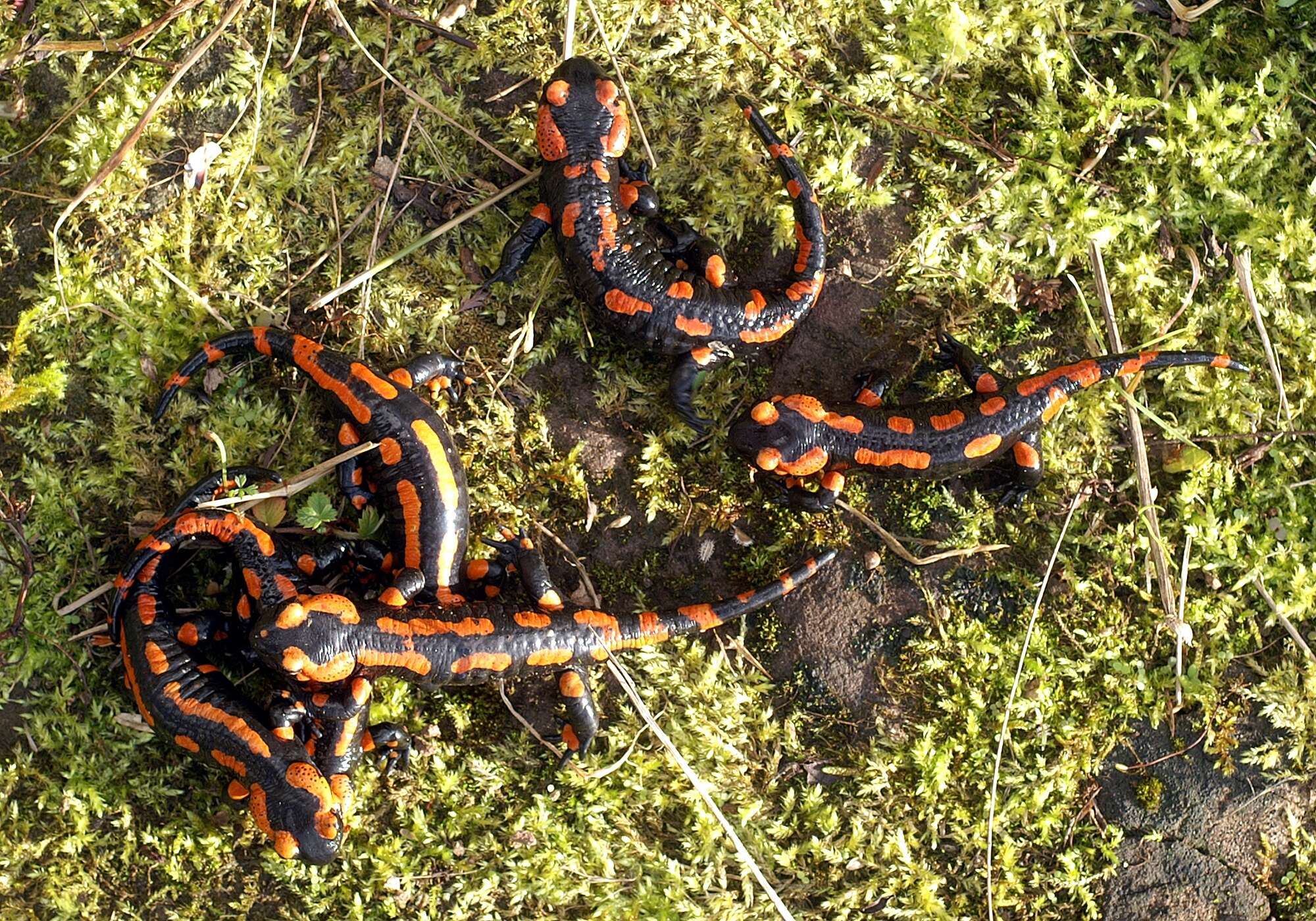 Image of Common Fire Salamander