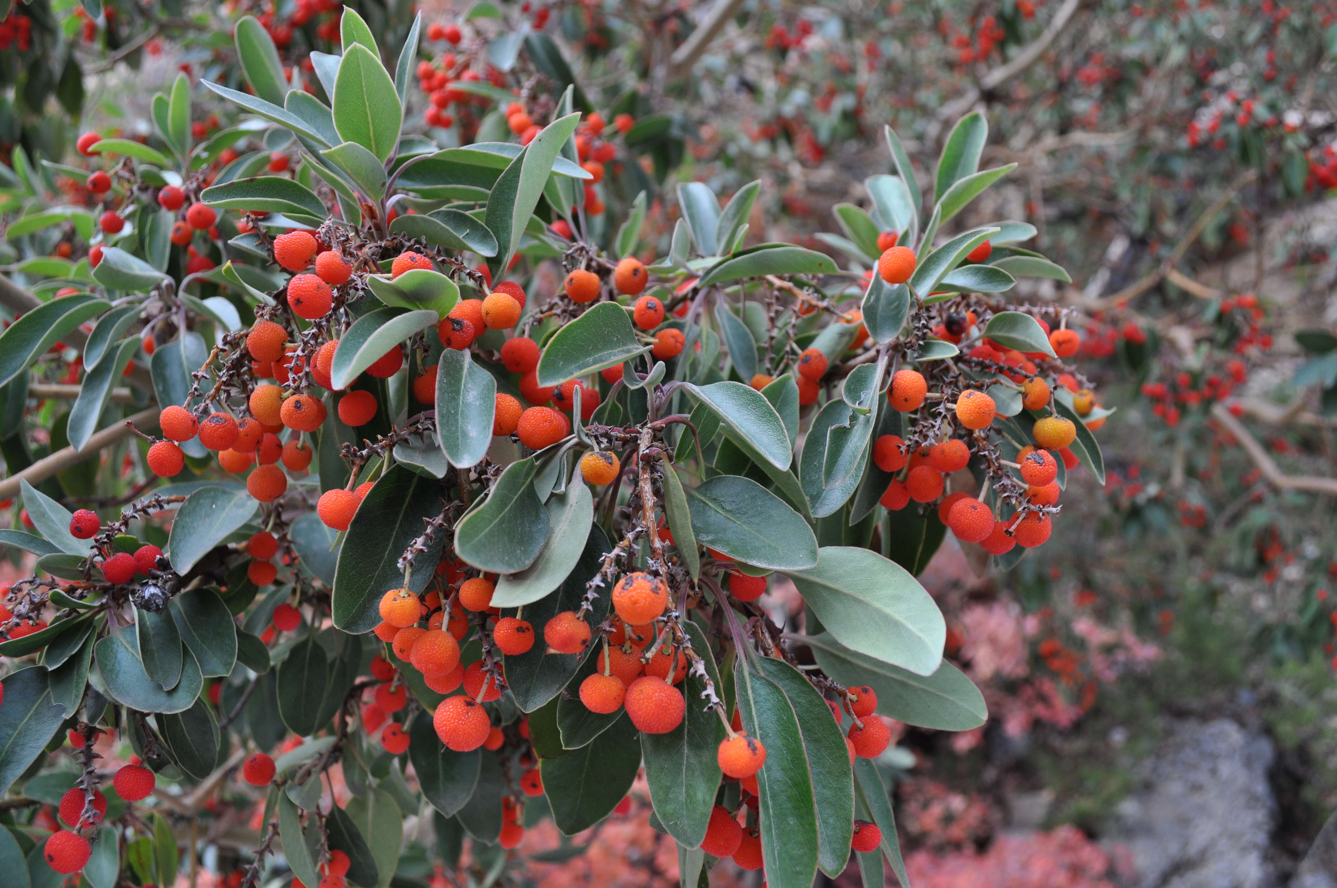 Arbutus xalapensis Kunth resmi