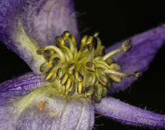 Sivun Aconitum columbianum subsp. columbianum kuva