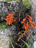 Image of Crocosmia mathewsiana (L. Bolus) Goldblatt ex M. P. de Vos