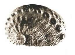 Image of Haliotoidea Rafinesque 1815