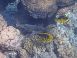 Слика од Chaetodon fasciatus Forsskål 1775